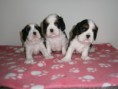 /album/vrh-litter-e-rozne-spolocne-foto/pb116920-jpg/