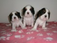 /album/vrh-litter-e-rozne-spolocne-foto/pb116921-jpg/